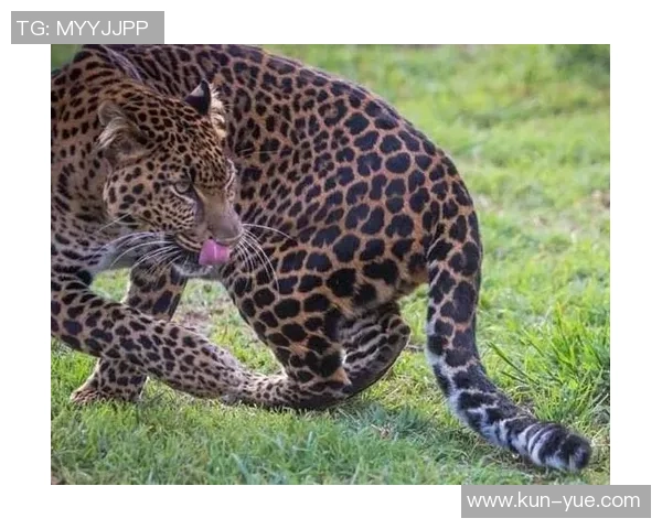 足球明星豹子高清照片展现运动与野性的完美结合